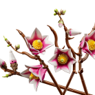 cokorito-toys-lego-11510-rametti-di-magnolia-5