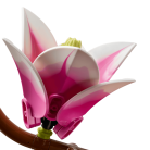 cokorito-toys-lego-11510-rametti-di-magnolia-6