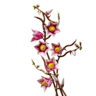 cokorito-toys-lego-11510-rametti-di-magnolia-7